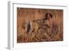 German Shorthair Pointer in Field of Broom Straw, Late November, Essex, Illinois, USA-Lynn M^ Stone-Framed Photographic Print