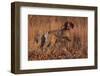 German Shorthair Pointer in Field of Broom Straw, Late November, Essex, Illinois, USA-Lynn M^ Stone-Framed Photographic Print