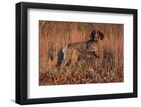 German Shorthair Pointer in Field of Broom Straw, Late November, Essex, Illinois, USA-Lynn M^ Stone-Framed Photographic Print