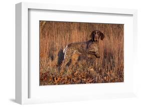 German Shorthair Pointer in Field of Broom Straw, Late November, Essex, Illinois, USA-Lynn M^ Stone-Framed Photographic Print