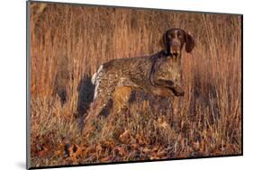 German Shorthair Pointer in Field of Broom Straw, Late November, Essex, Illinois, USA-Lynn M^ Stone-Mounted Photographic Print