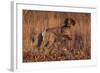 German Shorthair Pointer in Field of Broom Straw, Late November, Essex, Illinois, USA-Lynn M^ Stone-Framed Photographic Print