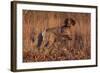 German Shorthair Pointer in Field of Broom Straw, Late November, Essex, Illinois, USA-Lynn M^ Stone-Framed Photographic Print