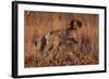 German Shorthair Pointer in Field of Broom Straw, Late November, Essex, Illinois, USA-Lynn M^ Stone-Framed Photographic Print