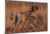 German Shorthair Pointer in Field of Broom Straw, Late November, Essex, Illinois, USA-Lynn M^ Stone-Mounted Photographic Print