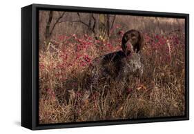 German Shorthair Pointer in Thicket of Pink Berries, Essex, Illinois, USA-Lynn M^ Stone-Framed Stretched Canvas