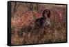 German Shorthair Pointer in Thicket of Pink Berries, Essex, Illinois, USA-Lynn M^ Stone-Framed Stretched Canvas