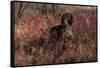 German Shorthair Pointer in Thicket of Pink Berries, Essex, Illinois, USA-Lynn M^ Stone-Framed Stretched Canvas