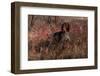 German Shorthair Pointer in Thicket of Pink Berries, Essex, Illinois, USA-Lynn M^ Stone-Framed Premium Photographic Print