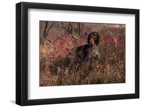 German Shorthair Pointer in Thicket of Pink Berries, Essex, Illinois, USA-Lynn M^ Stone-Framed Premium Photographic Print