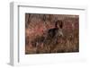 German Shorthair Pointer in Thicket of Pink Berries, Essex, Illinois, USA-Lynn M^ Stone-Framed Premium Photographic Print