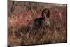 German Shorthair Pointer in Thicket of Pink Berries, Essex, Illinois, USA-Lynn M^ Stone-Mounted Premium Photographic Print