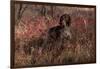 German Shorthair Pointer in Thicket of Pink Berries, Essex, Illinois, USA-Lynn M^ Stone-Framed Photographic Print