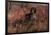 German Shorthair Pointer in Thicket of Pink Berries, Essex, Illinois, USA-Lynn M^ Stone-Framed Photographic Print