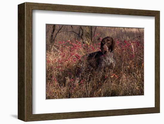 German Shorthair Pointer in Thicket of Pink Berries, Essex, Illinois, USA-Lynn M^ Stone-Framed Photographic Print