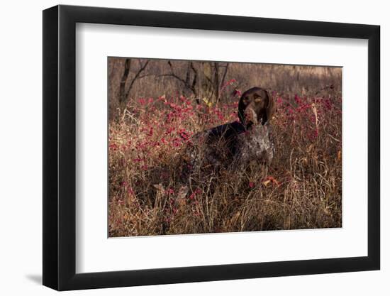 German Shorthair Pointer in Thicket of Pink Berries, Essex, Illinois, USA-Lynn M^ Stone-Framed Photographic Print