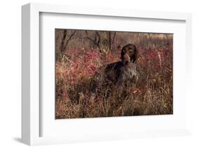 German Shorthair Pointer in Thicket of Pink Berries, Essex, Illinois, USA-Lynn M^ Stone-Framed Photographic Print