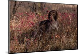 German Shorthair Pointer in Thicket of Pink Berries, Essex, Illinois, USA-Lynn M^ Stone-Mounted Photographic Print
