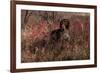 German Shorthair Pointer in Thicket of Pink Berries, Essex, Illinois, USA-Lynn M^ Stone-Framed Photographic Print