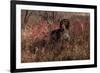 German Shorthair Pointer in Thicket of Pink Berries, Essex, Illinois, USA-Lynn M^ Stone-Framed Photographic Print