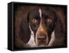 German Shorthaired Pointer Portrait-Jai Johnson-Framed Stretched Canvas