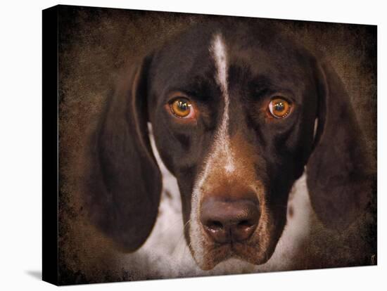 German Shorthaired Pointer Portrait-Jai Johnson-Stretched Canvas