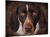 German Shorthaired Pointer Portrait-Jai Johnson-Mounted Giclee Print