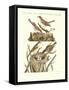 German Singing Birds-null-Framed Stretched Canvas