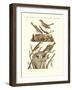 German Singing Birds-null-Framed Giclee Print