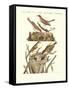 German Singing Birds-null-Framed Stretched Canvas