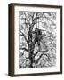 German Sniper in a Tree, Normandy, 1944-null-Framed Photographic Print