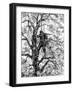 German Sniper in a Tree, Normandy, 1944-null-Framed Photographic Print