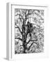 German Sniper in a Tree, Normandy, 1944-null-Framed Photographic Print