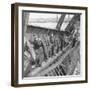 German Soldiers Walk over Elbe River to Surrender to Allied Forces in the Waning Days of WWII-William Vandivert-Framed Photographic Print