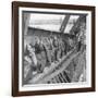 German Soldiers Walk over Elbe River to Surrender to Allied Forces in the Waning Days of WWII-William Vandivert-Framed Photographic Print