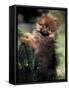 German Spitz (Klein) Puppy Climbing Branch-Adriano Bacchella-Framed Stretched Canvas