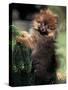 German Spitz (Klein) Puppy Climbing Branch-Adriano Bacchella-Stretched Canvas