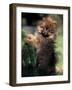 German Spitz (Klein) Puppy Climbing Branch-Adriano Bacchella-Framed Photographic Print