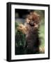 German Spitz (Klein) Puppy Climbing Branch-Adriano Bacchella-Framed Photographic Print