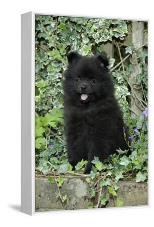 Spitz Klein German Spitz Mittel Lifespan German Spitz Mittel, Wk