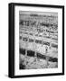 German War Graves on the Western Front, November 1918-null-Framed Photographic Print