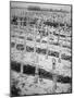 German War Graves on the Western Front, November 1918-null-Mounted Photographic Print