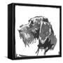 German Wire Haired Pointer-null-Framed Stretched Canvas