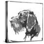 German Wire Haired Pointer-null-Stretched Canvas