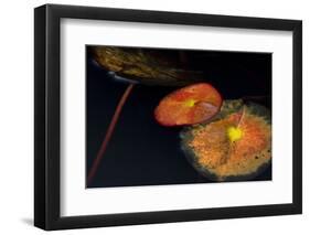 Germany, Autumn Foliage of the White Water Lily-K. Schlierbach-Framed Photographic Print