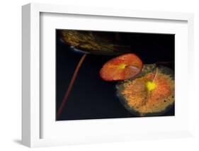 Germany, Autumn Foliage of the White Water Lily-K. Schlierbach-Framed Photographic Print