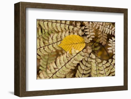 Germany, Autumn Leaves of Fern-K. Schlierbach-Framed Photographic Print