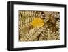 Germany, Autumn Leaves of Fern-K. Schlierbach-Framed Photographic Print