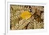 Germany, Autumn Leaves of Fern-K. Schlierbach-Framed Photographic Print
