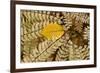 Germany, Autumn Leaves of Fern-K. Schlierbach-Framed Photographic Print